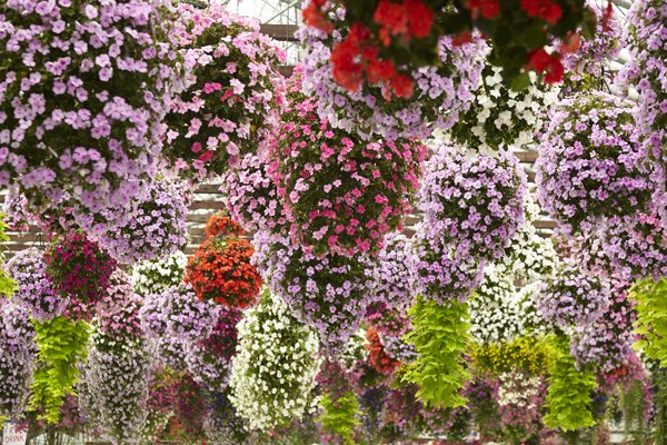 🦜 가케가와 화조원(카케가와 카초엔) 이미지 7